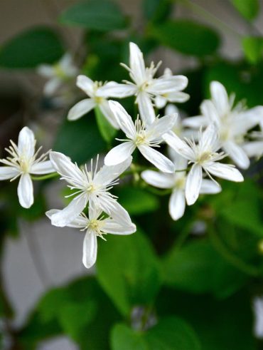 Les bienfaits des plantes à fleurs blanches dans votre jardin