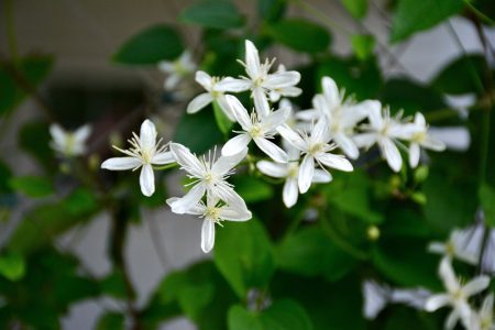 Les bienfaits des plantes à fleurs blanches dans votre jardin