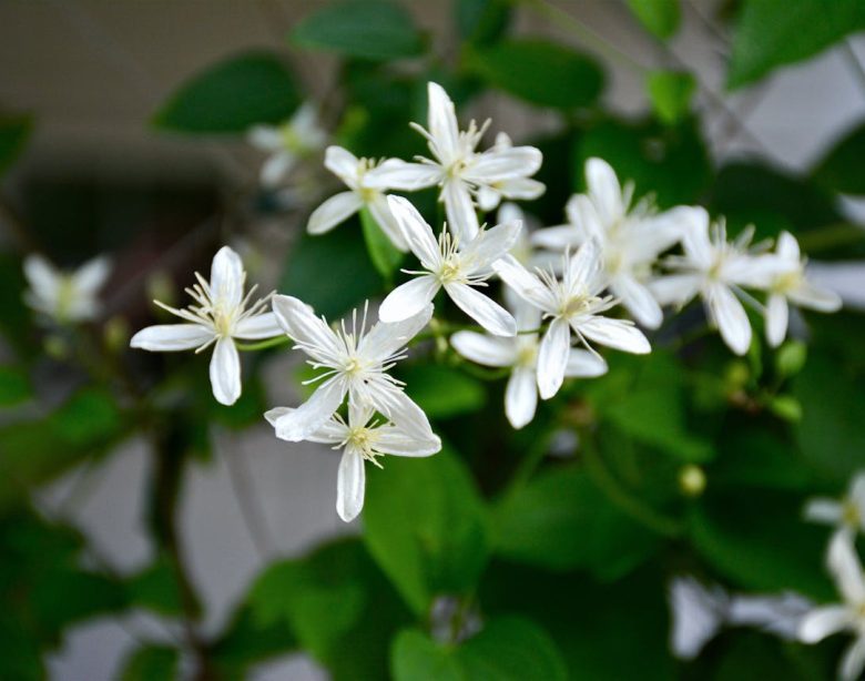 Les bienfaits des plantes à fleurs blanches dans votre jardin
