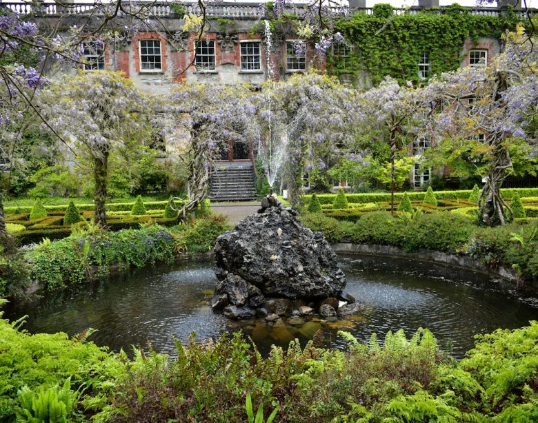 Les meilleures plantes aquatiques pour embellir votre bassin