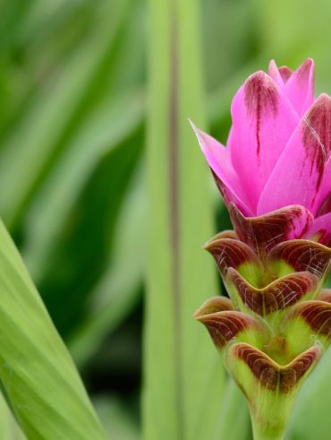 bienfaits et usages en cuisine de la Fleur de curcum