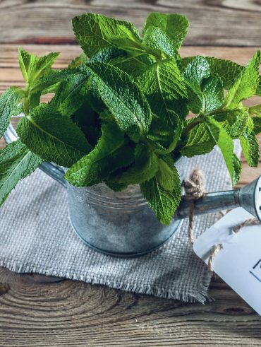 cultiver des plantes aromatiques dans votre cuisine