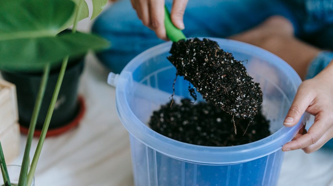 le terreau à choisir pour vos plantes vertes d'intérieur