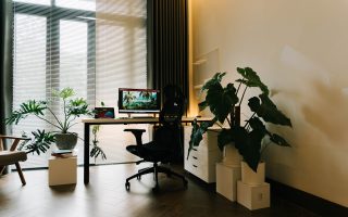 grande plante d'intérieur à choisir pour un espace sans lumière