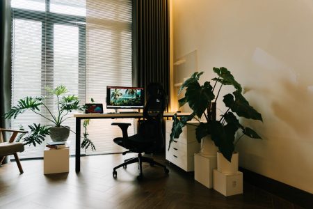 grande plante d'intérieur à choisir pour un espace sans lumière